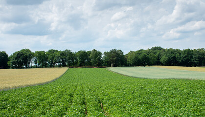 Colorful fields and cloudy sky in Schneverdingen, Germany 