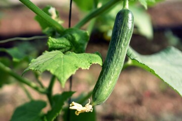 cucumber on the vine