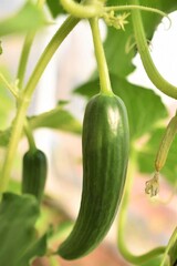 green cucumber on a vine