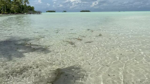 Requins de lagon &agrave; Rangiroa, Polyn&eacute;sie fran&ccedil;aise