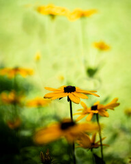 Black-eyed Susans in Sun and Shade