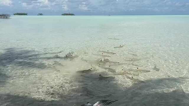 Requins de lagon &agrave; Rangiroa, Polyn&eacute;sie fran&ccedil;aise