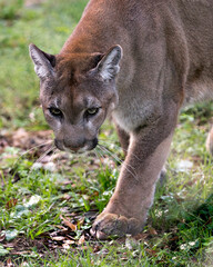 Panther Animal Photo. Picture. Image. Portrait. Panther animal head close-up profile view with blur foliage background in its environment and habitat.