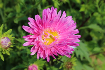 Fototapeta premium Colorful Aster flowers petals with selective focus. Green nature foliage background. Close display of beautiful aster flower.