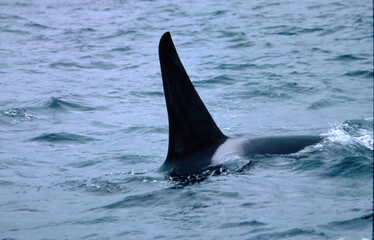 Orca dorsal fine descending