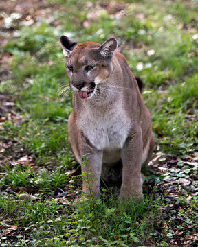 Panther Animal Photo. Picture. Image. Portrait. Panther animal close-up profile view with open mouth and tongue is displayed with blur foliage background in its environment and habitat.
