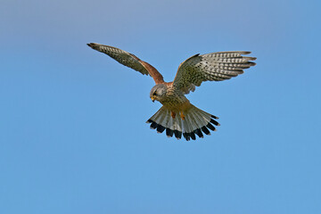 Common kestrel (Falco tinnunculus) - obrazy, fototapety, plakaty