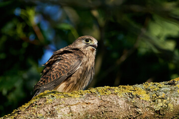 Common kestrel (Falco tinnunculus)