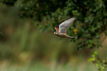Common kestrel (Falco tinnunculus)