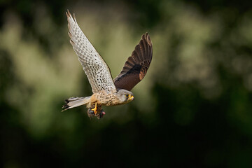 Common kestrel (Falco tinnunculus)