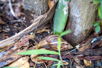 tropical snail creeps in the bushes after rain. close-up...