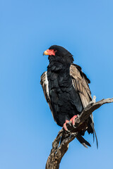 Bateleur in a tree