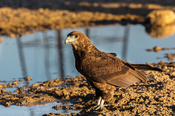 juvenile bateleur on the ground
