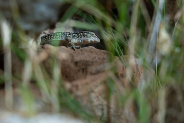 Small lizard looking at camera standing on a big rock