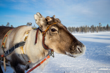 Reindeer Caribou - Rangifer tarandus - Lapland
