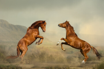 two young stallions fighting in desert - 364818474