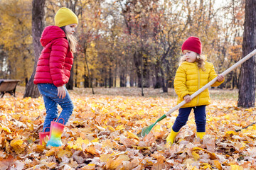 Two little cute girls raking in pile of autumn maple leaves in the backyard on a Sunny autumn day. Kids helping cleaning up the fallen leaves.
