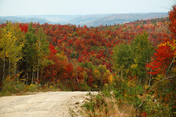 Scenery of Autumn landscape stock photos.  Autumn scenery with gravel road with multicolor trees...