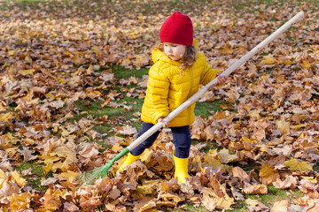 A little cute girl of 3-4 years old in yellow jacket rakes in pile of autumn maple leaves in the...