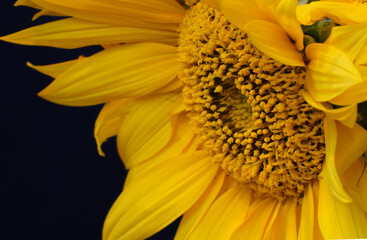 beautiful sunflower closeup with black background