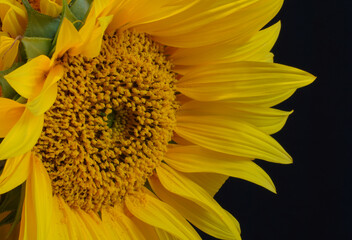 yellow sunflower close up