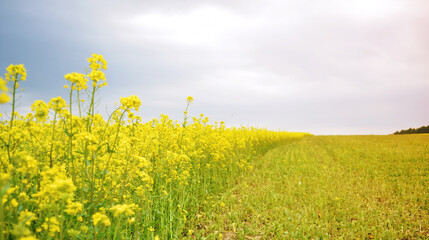 Rapeseed flowers with clouds on a beautiful sky in the summer. Solar Rapeseed Field - Blooming Rapeseed