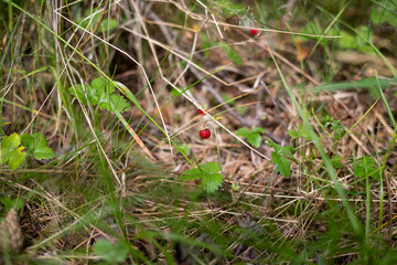Ripe wild strawberry in green forest close-up.red wild strawberry on bush in forest.sunny meadow in the forest.