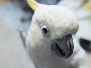 Lesser Sulphur-Crested Cocatoo bird closeup portrait. Exotic pet