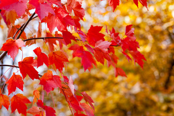 background of red leaves on wood. Autumn foliage