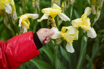 child's hand in a red jacket touches the petal of a blossoming iris flower with his fingers.
lmage with selective focus