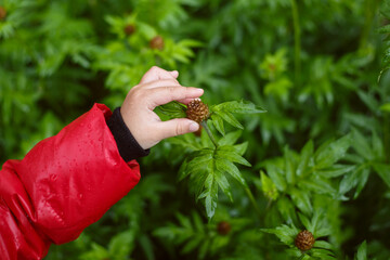 small baby hand touches an unopened flower bud.
lmage with selective focus