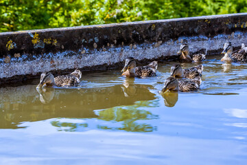 A view of a raft of ducks on the Edstone Aqueduct, Warwickshire, England