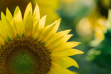 Naklejka premium Large yellow bright sunflower growing in the garden shot closeup