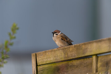 Spatz