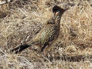 Roadrunner