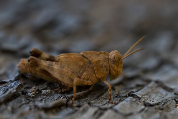 Locust Macro photo. Insect (lat. Dociostaurus moroccanus) close-up. The body structure of the locust. The texture of the surface of the insect. Gray-brown locust. Pest of crops. Gray grasshopper.Bokeh