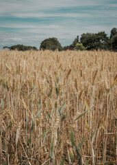 focus stack field of wheat