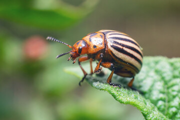 Crop pest, the Colorado potato beetle sits on the leaves of potatoes