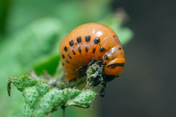 Colorado potato beetle larvae eats potato leaves, damaging agriculture