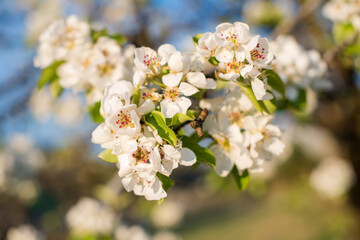 Birnenblüte im Frühlingshaften Sonnenlicht