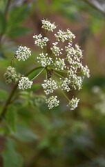 Kwiaty polne © Iwona