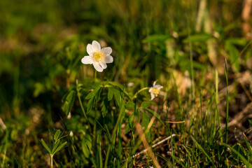 Buschwindr&ouml;schen im Abendlichen Sonnenlicht