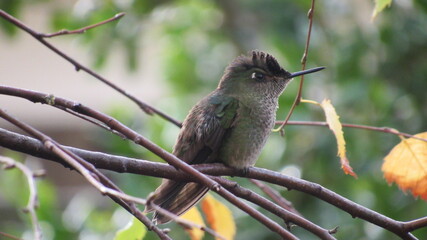 colibríes, casa, lago, volcán, montaña, playa, calle