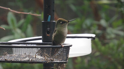 colibríes, casa, lago, volcán, montaña, playa, calle © Victor 
