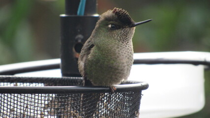colibríes, casa, lago, volcán, montaña, playa, calle © Victor 