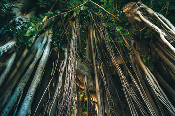 Banyan Tree