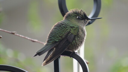 colibríes, casa, lago, volcán, montaña, playa, calle