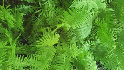 fern