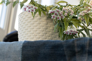 Hoya flowers in the white pot on a tablecloth made from old jeans peaces.