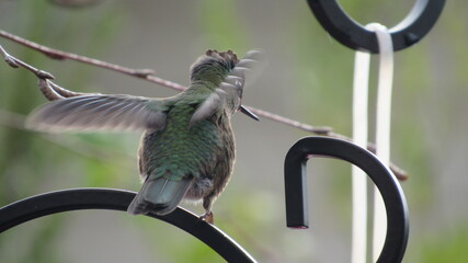 colibríes, casa, lago, volcán, montaña, playa, calle © Victor 